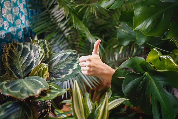 Apartment Gardener: Your Friendly Guide to the Perfect Houseplants for Emblem 125